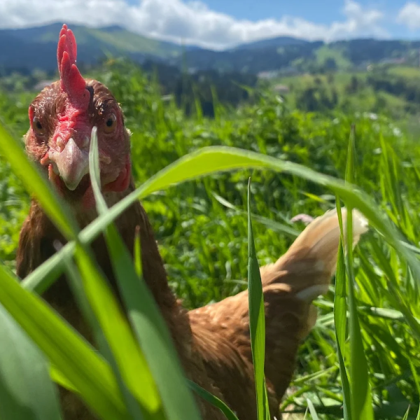 WhatsApp Image 2021-05-26 at 11.42.27 (1)