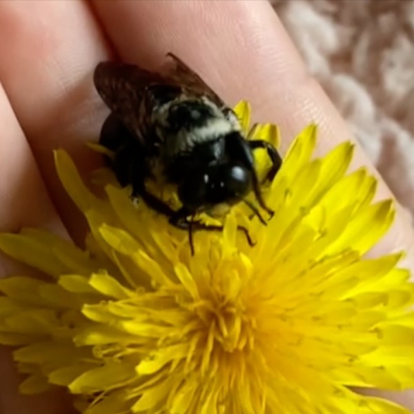 fiore ape tarassaco mano